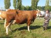 montigny2011 chippie mbj
